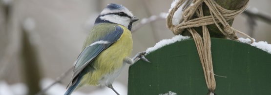 Vogelzahlung Stunde Der Wintervogel Lagerhaus Landforst