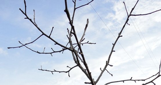 Obstbaumschnitt Der Richtige Zeitpunkt Lagerhaus Landforst