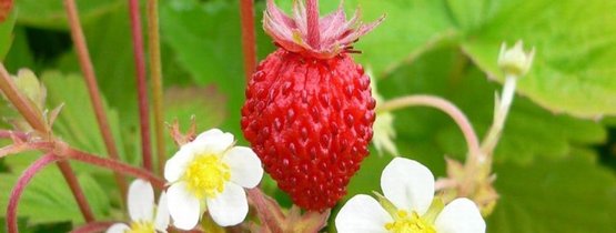 Erdbeeren Im August Pflanzen Lagerhaus Thermenland