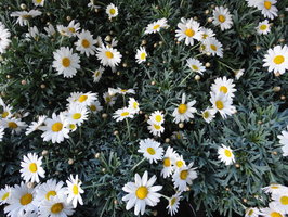 Gartentipp August Den Urlaub Im Garten Verbringen Lagerhaus