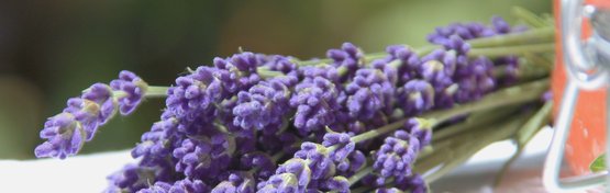 Dekorieren Mit Lavendel Lagerhaus Landforst