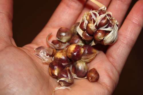 Knoblauch Pflanzen Lagerhaus Wechselgau