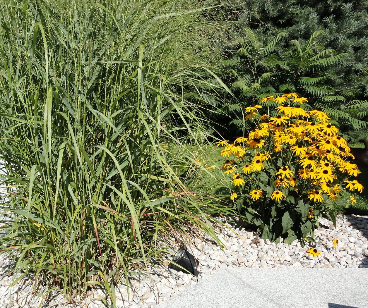 Gartentipps Fur Heisse Juli Tage Lagerhaus Landforst