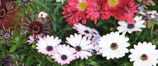 Astern In Blumenbeete Und Topfen Pflanzen Lagerhaus Wechselgau