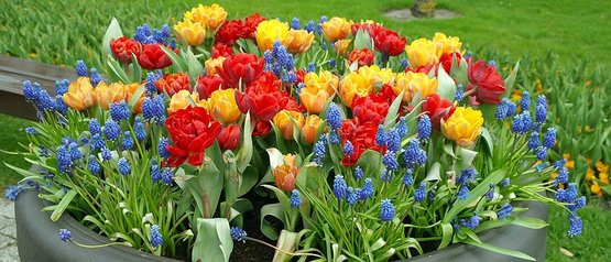 Im Herbst Blumenzwiebeln Setzen Lagerhaus Landforst Pflanzen Blumentrog Mit Bunten Blumen Im Herbst Schon Blumenzwiebeln Setzen Rwa