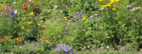 Blumenwiese Fur Schmetterlinge Und Bienen Lagerhaus Landforst