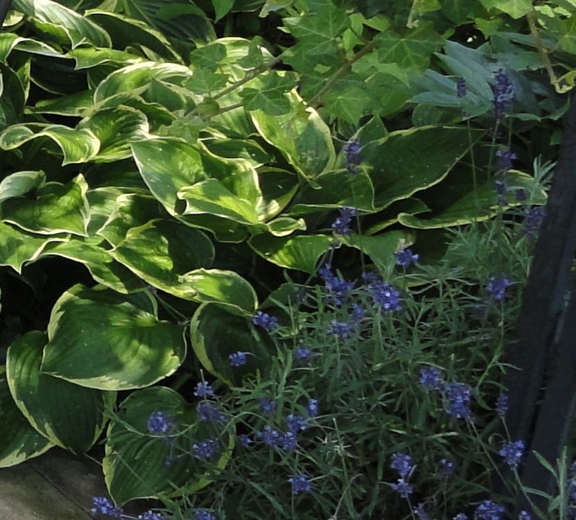 Schattige Platze Im Garten Gestalten Lagerhaus Wechselgau