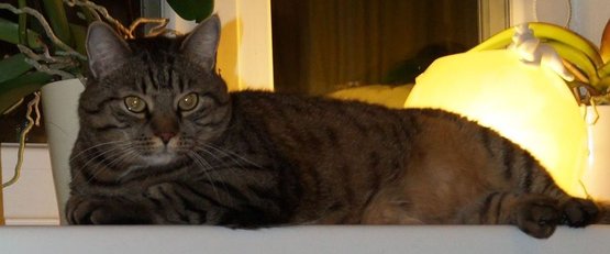 Katzen In Der Wohnung Artgerecht Halten Lagerhaus Gleinstätten