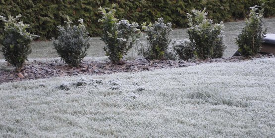 Gartentipp Janner Koder Gegen Wuhlmause Auslegen Lagerhaus