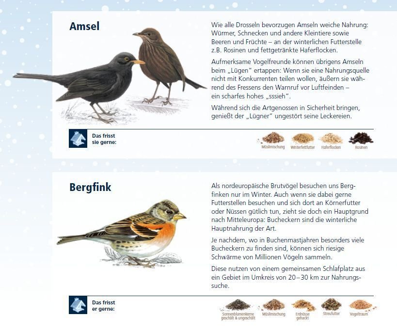 Vogelzahlung Stunde Der Wintervogel Lagerhaus Landforst