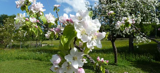 Baume Pflanzen Im Garten Lagerhaus Landforst