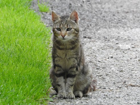 Welche Haustiere Sind Fur Kinder Geeignet Lagerhaus Landring