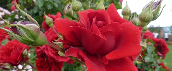 Rosenpflege und richtig Rosen düngen mit Produkten aus dem Lagerhaus Rosenpflege und richtig Rosen düngen mit Produkten aus dem Lagerhaus