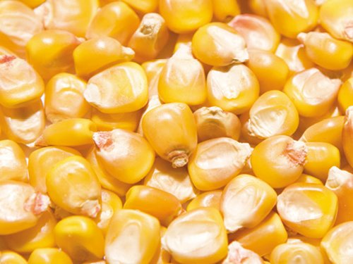 Mais preis lagerhaus Mais preis lagerhaus