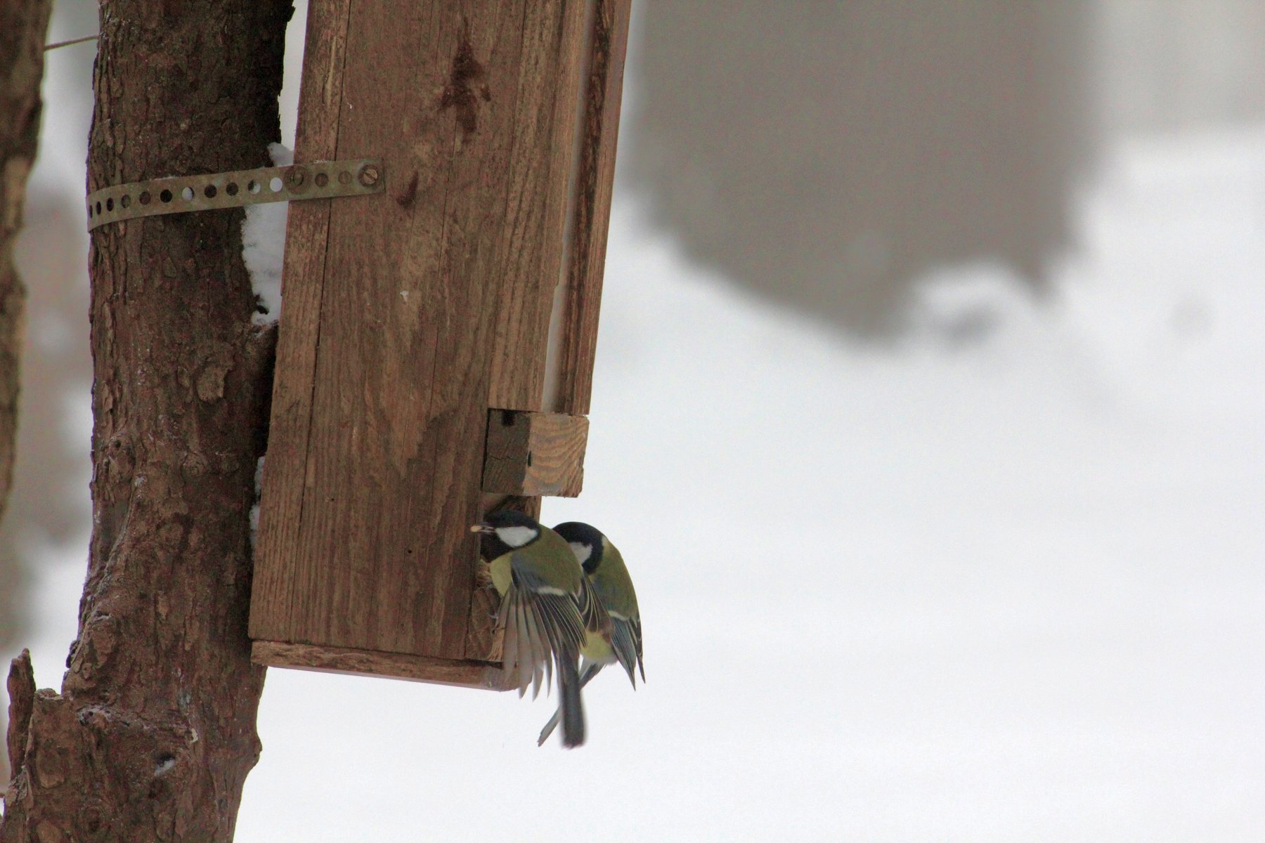 Vogelfutterstellen Fur Den Winter Lagerhaus Landring