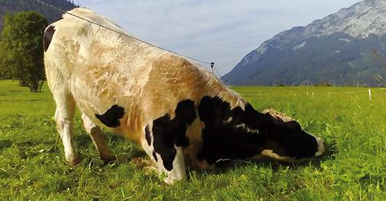 Kuh käpft sich unterm Zaun zu den besten Kräutern durch Kuh käpft sich unterm Zaun zu den besten Kräutern durch