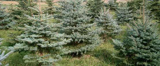 Christbäume Christbäume
