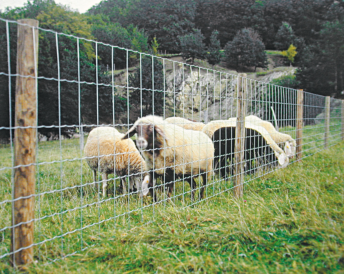 Typ 160 15 30 Wildzaun Forstzaun Höhe 160 cm Knotengeflecht Maschendraht