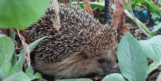 Im Garten Fur Die Igel Ein Winterquartier Schaffen Lagerhaus