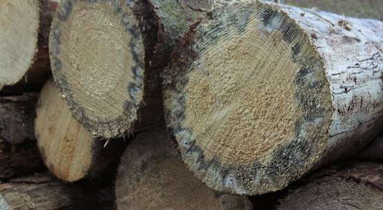 Holz mit Borkenkäferschaden Holz mit Borkenkäferschaden