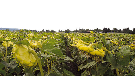 Somiko Ertragreiche Express Sonnenblume Lagerhaus Graz Land