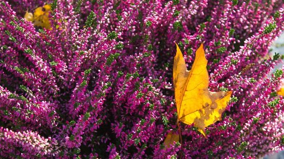 Hochzeit Landhaus Klosterwald