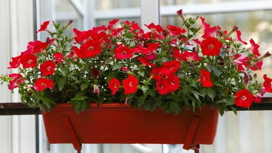 Mondkalender Juli 2020 Lagerhaus Landring