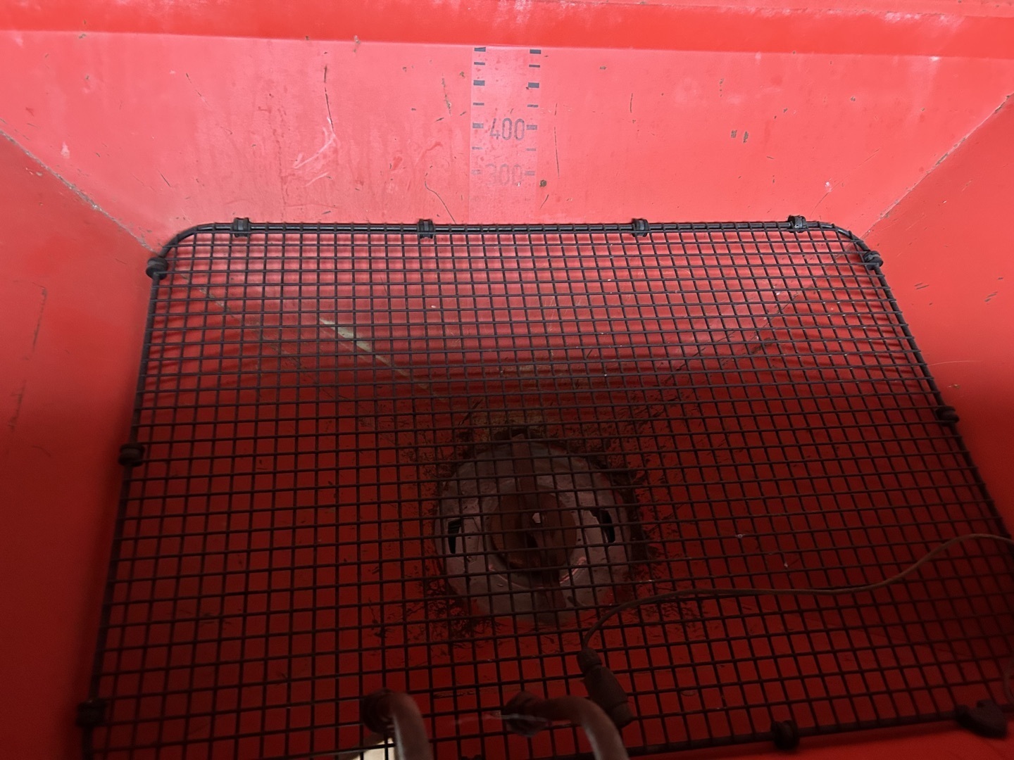 Rauch MDS 901 6925929061668771 © GM Bilder