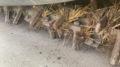 Diverse Info Rototiller  683884621 © GM Bilder