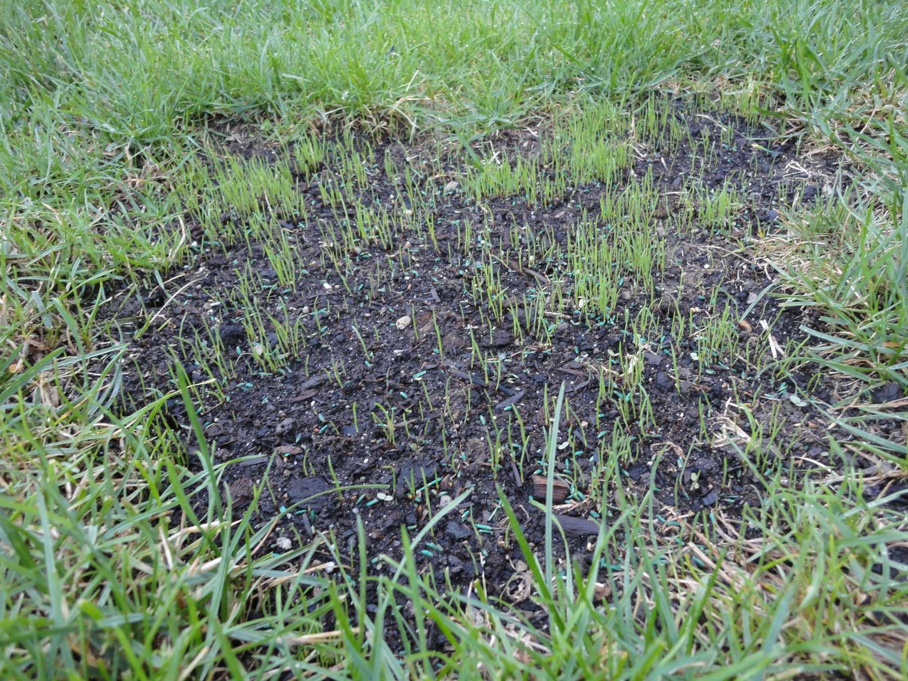 Den Rasen im Frühling und Frühjahr pflegen | Lagerhaus Landforst