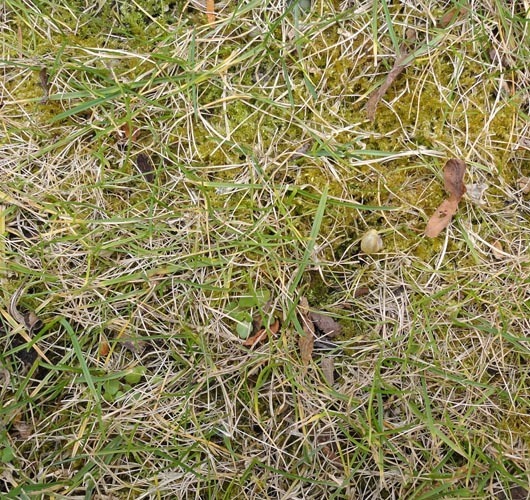 Moos im Rasen bekämpfen | Lagerhaus Landforst