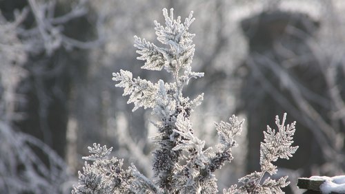 Winterschutz für Pflanzen | Lagerhaus Landforst