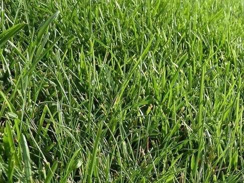 Welcher Dünger Für Rasen. rasen d ngen. welcher rasentraktor f r ihren