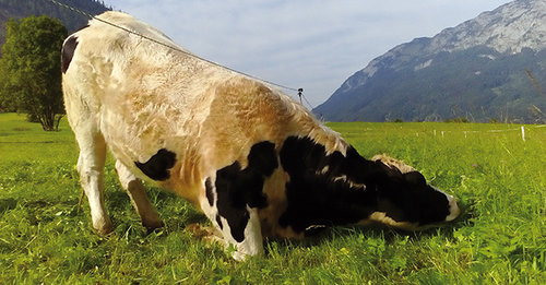 Kräuter als Ergänzungsfuttermittel für alle Tierarten | Lagerhaus Landforst
