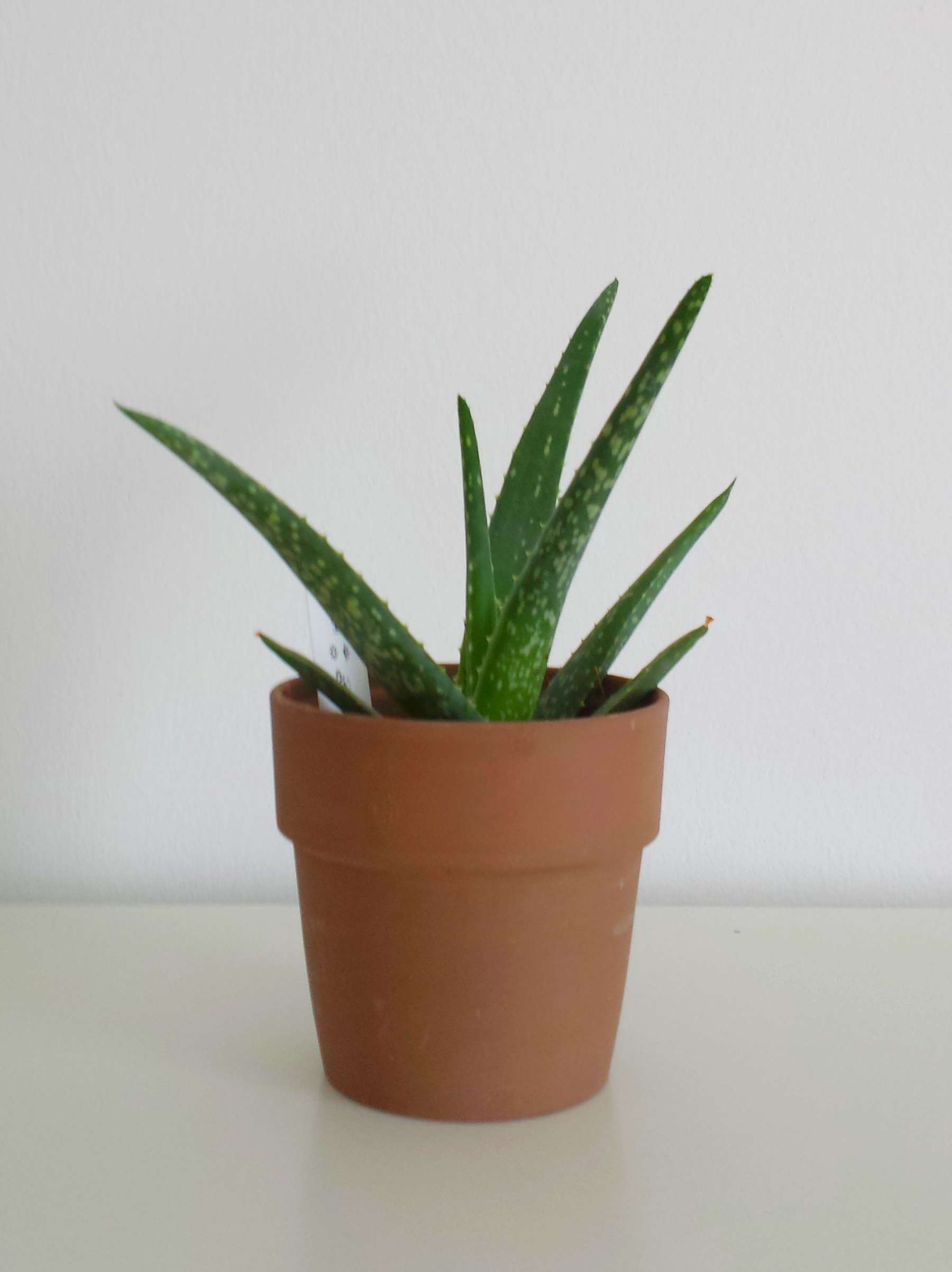 Aloe Vera Pflanze Im Schlafzimmer - Schlafzimmer