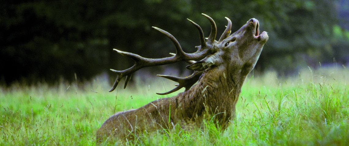 Rothirsch_schiersmann © Garant Tierfutter