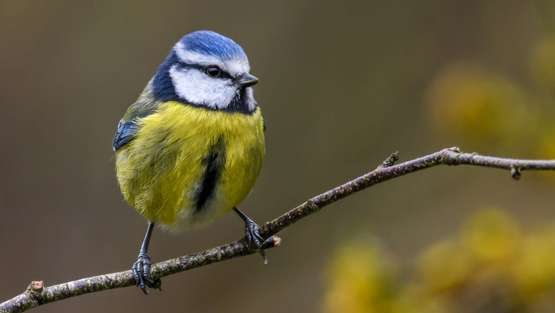 blaumeise.jpg blaumeise.jpg