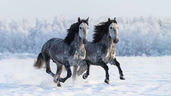 pferde-im-winter.jpg pferde-im-winter.jpg