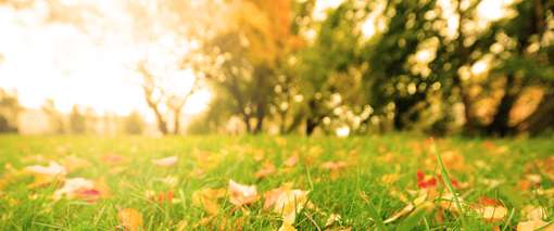 Den Rasen mit einer Herbstdüngung stärken | Lagerhaus Graz Land