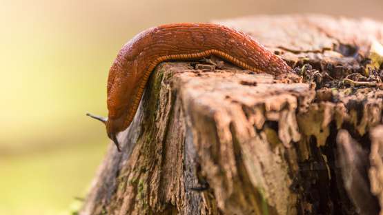 nacktschnecke.jpg nacktschnecke.jpg