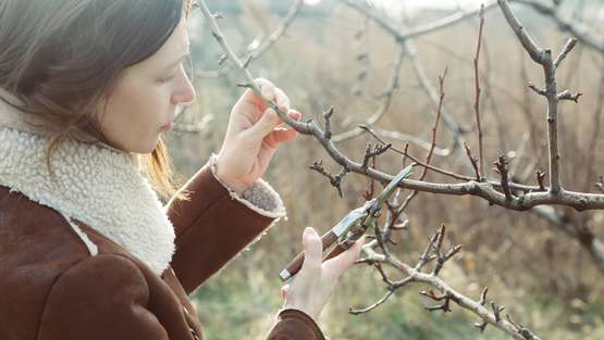 obstbaumschnitt.jpg obstbaumschnitt.jpg